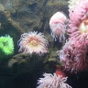 Meet your Posher, Rabiah alicia